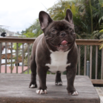 Saltwater Frenchies, Tampa Bay Frenchies, French Bulldogs in Tampa, Florida