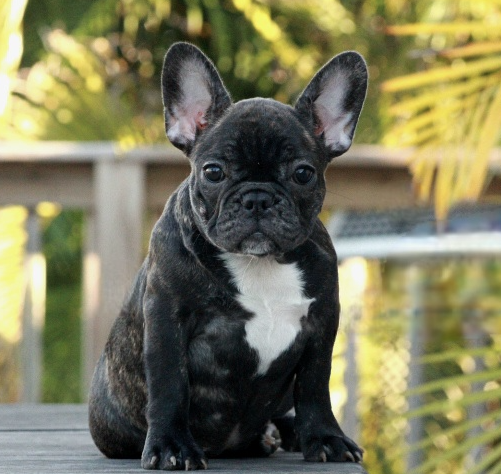 Saltwater Frenchies, Pedigree, Studs and Females, French Bulldogs, French Bulldog Breeder